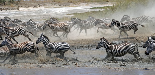Skrämd zebrahjord flyr vattnet.
